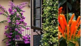 ਘਰ ਲੱਗੇਗਾ ਖੂਬਸੂਰਤ ਅਤੇ ਲਗਜ਼ਰੀ, ਲਗਾ ਲਵੋ ਇਹ 6 ਵੇਲ ਵਾਲੇ ਬੂਟੇ, ਭਰ-ਭਰ ਕੇ ਗੁੱਛਿਆਂ ਵਿੱਚ ਆਉਂਦੇ ਹਨ ਫੁੱਲ