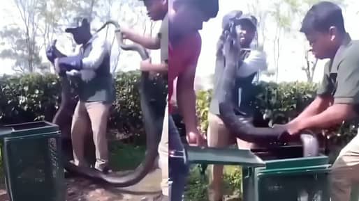 Viral Video: 18 ਫੁੱਟ ਲੰਬਾ ਕਿੰਗ ਕੋਬਰਾ ਨੂੰ ਫੜਿਆ, ਫਿਰ ਦਿਖਾ ਖ਼ਤਰਨਾਕ ਨਜ਼ਾਰਾ, ਡਰ ਗਏ ਲੋਕ