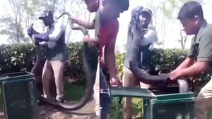 18 ਫੁੱਟ ਲੰਬਾ ਕਿੰਗ ਕੋਬਰਾ ਨੂੰ ਫੜਿਆ, ਫਿਰ ਦਿਖਾ ਖ਼ਤਰਨਾਕ ਨਜ਼ਾਰਾ, ਡਰ ਗਏ ਲੋਕ