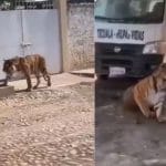 Viral Video: ਬੰਗਾਲ ਟਾਈਗਰ ਦੇ ਸਾਹਮਣੇ ਸ਼ਖ਼ਸ ਨੇ ਦਿਖਾਈ ਅਜਿਹੀ ਹਿੰਮਤ, ਵੀਡੀਓ ਵਾਇਰਲ