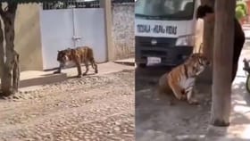 ਬੰਗਾਲ ਟਾਈਗਰ ਦੇ ਸਾਹਮਣੇ ਸ਼ਖ਼ਸ ਨੇ ਦਿਖਾਈ ਅਜਿਹੀ ਹਿੰਮਤ, ਵੀਡੀਓ ਵਾਇਰਲ