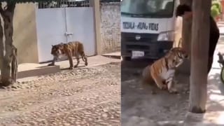 Viral Video: ਬੰਗਾਲ ਟਾਈਗਰ ਦੇ ਸਾਹਮਣੇ ਸ਼ਖ਼ਸ ਨੇ ਦਿਖਾਈ ਅਜਿਹੀ ਹਿੰਮਤ, ਵੀਡੀਓ ਵਾਇਰਲ