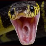 ਮਰਨ ਤੋਂ ਬਾਅਦ ਵੀ ਡੰਗ ਮਾਰਦੇ ਹਨ ਇਹ 3 ਜ਼ਹਿਰੀਲੇ ਸੱਪ, ਛੂਹਣਾ ਪੈ ਸਕਦਾ ਹੈ ਮਹਿੰਗਾ, ਤੁਸੀਂ ਵੀ ਜਾਣੋ ਇਹ ਨਾਮ