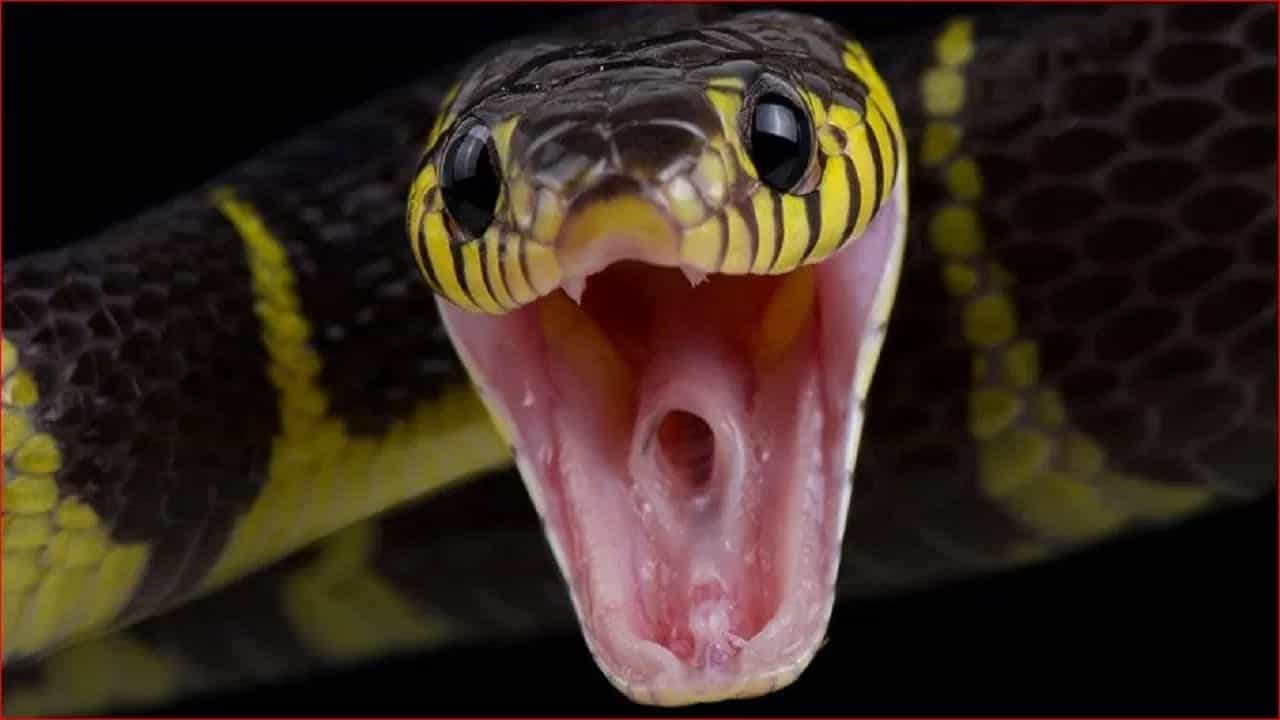 ਮਰਨ ਤੋਂ ਬਾਅਦ ਵੀ ਡੰਗ ਮਾਰਦੇ ਹਨ ਇਹ 3 ਜ਼ਹਿਰੀਲੇ ਸੱਪ, ਛੂਹਣਾ ਪੈ ਸਕਦਾ ਹੈ ਮਹਿੰਗਾ, ਤੁਸੀਂ ਵੀ ਜਾਣੋ ਇਹ ਨਾਮ ਮਰਨ ਤੋਂ ਬਾਅਦ ਵੀ ਡੰਗ ਮਾਰਦੇ ਹਨ ਇਹ 3 ਜ਼ਹਿਰੀਲੇ ਸੱਪ, ਛੂਹਣਾ ਪੈ ਸਕਦਾ ਹੈ ਮਹਿੰਗਾ, ਤੁਸੀਂ ਵੀ ਜਾਣੋ ਇਹ ਨਾਮ