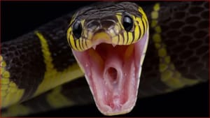 ਮਰਨ ਤੋਂ ਬਾਅਦ ਵੀ ਡੰਗ ਮਾਰਦੇ ਹਨ ਇਹ 3 ਸੱਪ, ਛੂਹਣਾ ਪੈ ਸਕਦਾ ਹੈ ਮਹਿੰਗਾ