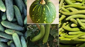 ਬਦਹਜ਼ਮੀ, ਐਸੀਡਿਟੀ ਰਹੇਗੀ ਦੂਰ, ਪੇਟ ਵੀ ਠੰਡਾ... ਗਰਮੀਆਂ 'ਚ ਖੂਬ ਖਾਓ ਇਹ 7 ਸਬਜ਼ੀਆਂ