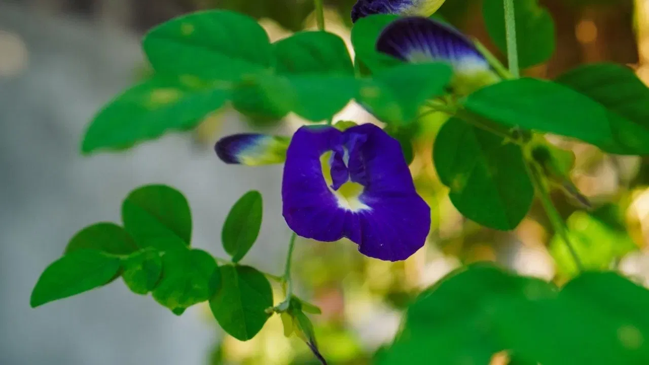 ਤੁਸੀਂ ਆਪਣੀ ਬਾਲਕੋਨੀ 'ਤੇ ਨੀਲੇ ਬਲੂ ਪੀ ਪਲਾਂਟ ਵੀ ਲਗਾ ਸਕਦੇ ਹੋ, ਜਿਸਨੂੰ ਅਪਰਾਜਿਤਾ ਜਾਂ ਵਿਸ਼ਨੂੰਕਾਂਤਾ ਦਾ ਪੌਦਾ ਵੀ ਕਿਹਾ ਜਾਂਦਾ ਹੈ। ਇਹ ਨੀਲੇ ਫੁੱਲਾਂ ਵਾਲੀ ਤੇਜ਼ੀ ਨਾਲ ਵਧਣ ਵਾਲੀ ਵੇਲ ਹੈ। ਇਸਦੇ ਫੁੱਲਾਂ ਨੂੰ ਆਯੁਰਵੇਦ ਵਿੱਚ ਵੀ ਕਈ ਗੁਣਾਂ ਨਾਲ ਭਰਪੂਰ ਮੰਨਿਆ ਜਾਂਦਾ ਹੈ। ਤੁਸੀਂ ਇਸਨੂੰ ਆਪਣੇ ਦਰਵਾਜ਼ੇ ਦੇ ਸਾਈਡ ਤੇ ਵੀ ਲਗਾ ਸਕਦੇ ਹੋ।