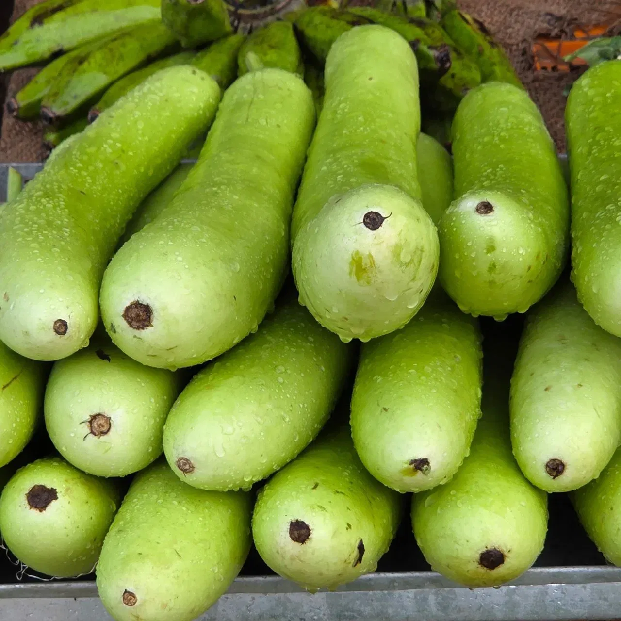 ਲੌਕੀ ਗਰਮੀਆਂ ਲਈ ਇੱਕ ਬਿਹਤਰੀਨ ਸਬਜ਼ੀ ਹੈ। ਸਭ ਤੋਂ ਵਧੀਆ ਗੱਲ ਇਹ ਹੈ ਕਿ ਇਸਨੂੰ ਆਮ ਤੌਰ 'ਤੇ ਘੱਟ ਮਿਰਚ ਮਸਾਲਿਆਂ ਨਾਲ ਬਣਾਇਆ ਜਾਂਦਾ ਹੈ। ਇਹ ਆਪਣੀ ਫਾਈਬਰ ਸ਼ਕਤੀ ਕਾਰਨ ਤੁਹਾਡੀ ਪਾਚਨ ਕਿਰਿਆ ਨੂੰ ਬਿਹਤਰ ਬਣਾਉਣ ਵਿੱਚ ਮਦਦ ਕਰਦਾ ਹੈ। ਇਹ ਆਸਾਨੀ ਨਾਲ ਪਚਣਯੋਗ ਹੈ ਅਤੇ ਭਾਰ ਘਟਾਉਣ ਵਿੱਚ ਵੀ ਮਦਦਗਾਰ ਮੰਨਿਆ ਜਾਂਦਾ ਹੈ। ਸਰੀਰ ਨੂੰ ਠੰਡਾ ਰੱਖਣ ਦੇ ਨਾਲ-ਨਾਲ, ਇਹ ਡੀਟੌਕਸੀਫਿਕੇਸ਼ਨ ਲਈ ਵੀ ਵਧੀਆ ਸਬਜ਼ੀ ਹੈ। (Image: Getty Images)