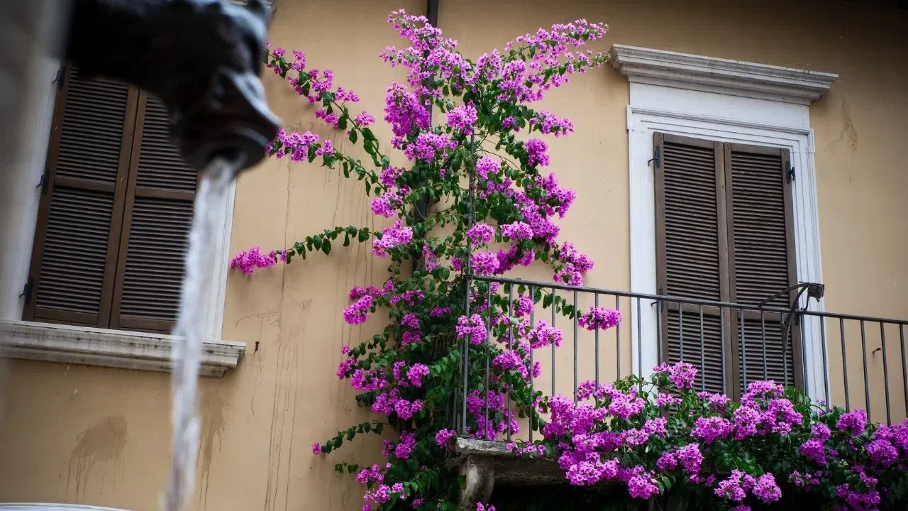 ਤੁਸੀਂ ਆਪਣੀ ਬਾਲਕੋਨੀ, ਬਾਹਰੀ ਕੰਧ ਜਾਂ ਗੇਟ 'ਤੇ ਬੋਗਨਵਿਲੀਆ ਦਾ ਪਲਾਂਟ ਵੀ ਲਗਾ ਸਕਦੇ ਹੋ। ਇਹ ਘੱਟ ਤੋਂ ਘੱਟ ਦੇਖਭਾਲ ਨਾਲ ਤੇਜ਼ੀ ਨਾਲ ਵਧਦਾ ਹੈ, ਅਤੇ ਜਦੋਂ ਇਹ ਬਹੁਤ ਜ਼ਿਆਦਾ ਖਿੜਦਾ ਹੈ, ਤਾਂ ਇਹ ਤੁਹਾਡੇ ਘਰ ਦੀ ਸੁੰਦਰਤਾ ਨੂੰ ਚਾਰ ਚੰਨ ਲਗਾ ਦਿੰਦਾ ਹੈ। ਇਸ ਨੂੰ ਘੱਟ ਪਾਣੀ ਅਤੇ ਖਾਦ ਦੀ ਲੋੜ ਹੁੰਦੀ ਹੈ। ਸਭ ਤੋਂ ਵਧੀਆ ਗੱਲ ਇਹ ਹੈ ਕਿ ਇਹ ਗਰਮ ਮੌਸਮ ਵਿੱਚ ਵੀ ਖਿੜਦਾ ਰਹਿੰਦਾ ਹੈ।