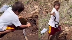 ਬਿਨਾਂ ਕਿਸੇ ਡਰ ਤੋਂ ਬੱਚੇ ਨੇ ਫੜਿਆ ਸੱਪ, ਵੀਡੀਓ ਦੇਖ ਹੈਰਾਨ ਰਹਿ ਗਏ ਲੋਕ