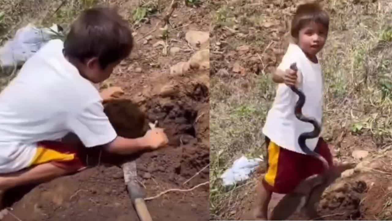 Viral Video: ਬਿਨਾਂ ਕਿਸੇ ਡਰ ਤੋਂ ਬੱਚੇ ਨੇ ਫੜਿਆ ਸੱਪ, ਵੀਡੀਓ ਦੇਖ ਹੈਰਾਨ ਰਹਿ ਗਏ ਲੋਕ