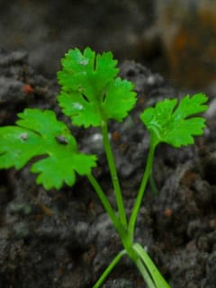 ਧਨੀਆ ਪੱਤੇ ਦੀ ਵਰਤੋਂ ਕਰਨ ਨਾਲ ਮਿਲਦੇ ਹਨ ਇਹ ਫਾਇਦੇ...