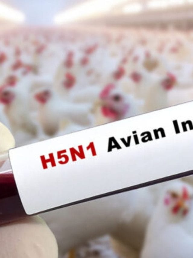 ਕੀ ਬਰਡ ਫਲੂ 'ਚ  ਸਾਨੂੰ ਚਿਕਨ ਨਹੀਂ ਖਾਣਾ ਚਾਹੀਦਾ?