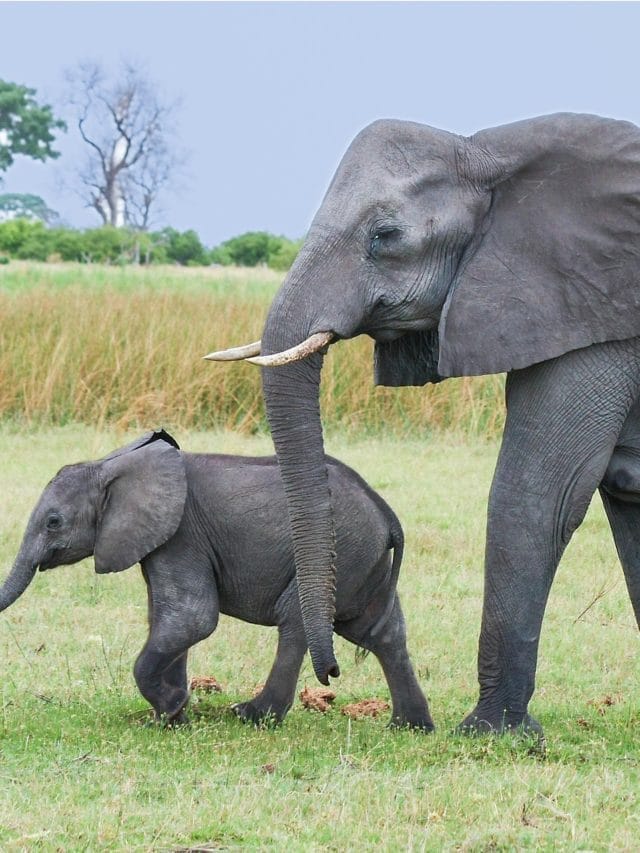 ਨਾ ਤਾਂ ਚੀਨ ਨਾ ਹੀ ਭਾਰਤ, ਇਸ ਦੇਸ਼ 'ਚ ਹਨ ਸਭ ਤੋਂ ਵੱਧ ਹਾਥੀ