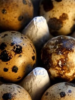 ਬਟੇਰ ਦੇ ਆਂਡੇ ਦੇ ਕੀ ਫਾਇਦੇ ਹੁੰਦੇ ਹਨ?...