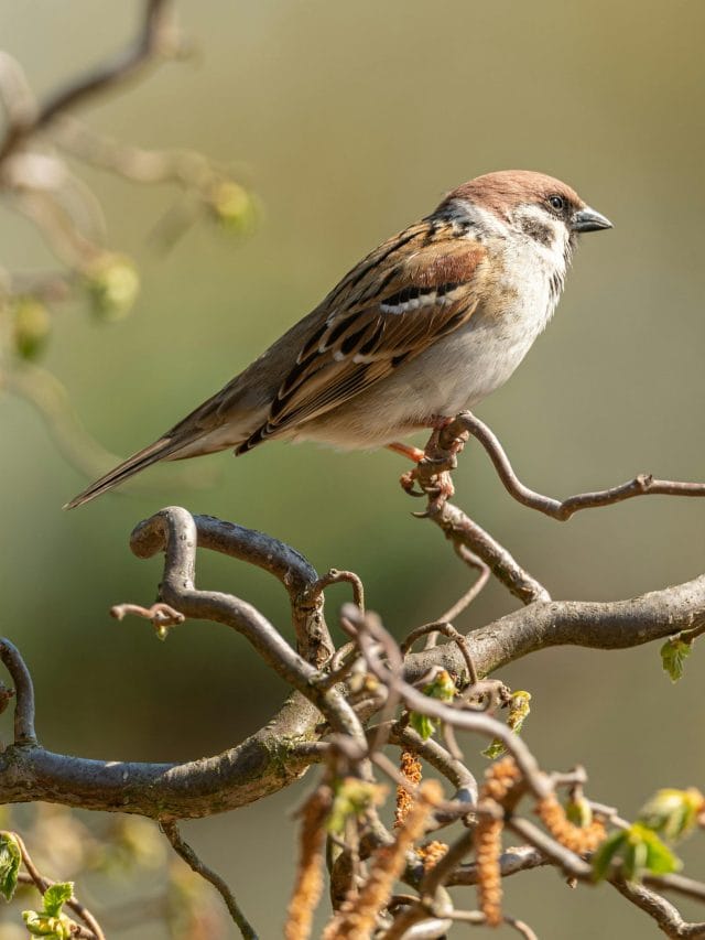 ਭਾਰਤ 'ਚ ਕਿੰਨੀਆਂ ਚਿੜੀਆਂ ਹਨ?