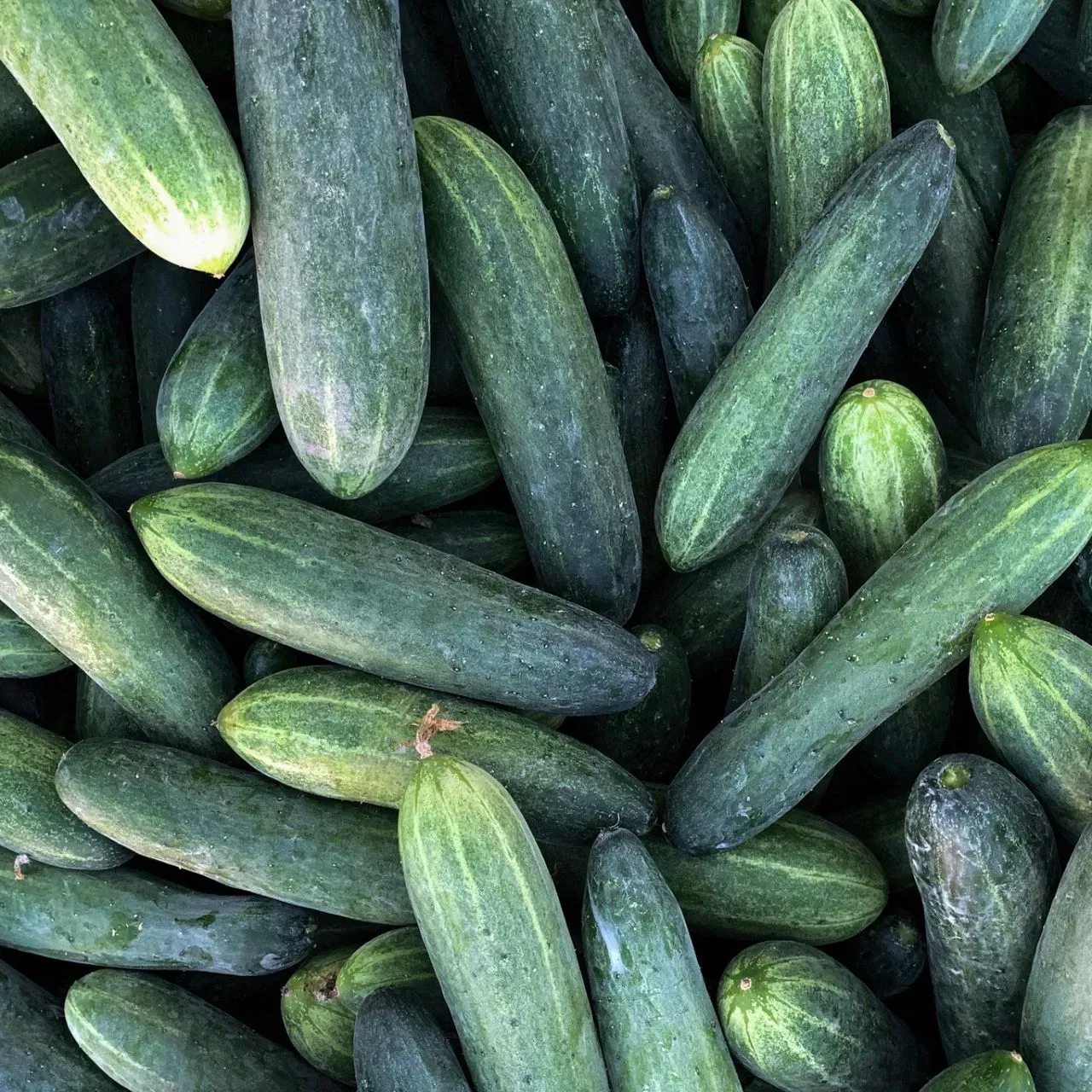 ਗਰਮੀਆਂ ਦੌਰਾਨ ਆਪਣੀ ਡੇਲੀ ਡਾਈਟ ਵਿੱਚ ਖੀਰੇ ਨੂੰ ਸ਼ਾਮਲ ਕਰੋ। ਇਸਨੂੰ ਦੁਪਹਿਰ ਦੇ ਖਾਣੇ ਦੌਰਾਨ ਸਭ ਤੋਂ ਵਧੀਆ ਮੰਨਿਆ ਜਾਂਦਾ ਹੈ। ਇਸ ਵਿੱਚ ਲਗਭਗ 95 ਪ੍ਰਤੀਸ਼ਤ ਪਾਣੀ ਹੁੰਦਾ ਹੈ, ਇਸ ਲਈ ਇਹ ਤੁਹਾਡੇ ਸਰੀਰ ਦੀ ਡੀਹਾਈਡਰੇਸ਼ਨ ਨੂੰ ਪੂਰਾ ਕਰਨ ਵਿੱਚ ਵੀ ਮਦਦਗਾਰ ਹੁੰਦਾ ਹੈ। ਤੁਸੀਂ ਖੀਰੇ ਨੂੰ ਕੱਚਾ ਖਾ ਸਕਦੇ ਹੋ, ਇਸਨੂੰ ਛਾਛ ਨਾਲ ਬਲੈਂਡ ਕਰ ਸਕਦੇ ਹੋ, ਜਾਂ ਇਸਨੂੰ ਪੀਸ ਕੇ ਦਹੀਂ ਵਿੱਚ ਸ਼ਾਮਲ ਕਰ ਸਕਦੇ ਹੋ। (Image: Getty Images)