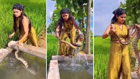 ਕੁੜੀ ਨੇ ਦਿਖਾਈ ਗਜਬ ਦੀ ਹਿੰਮਤ, ਪਾਣੀ ਅੰਦਰ ਲੁੱਕੇ ਅਜਗਰ ਨੂੰ ਇੰਝ ਦਬੋਚਿਆ; VIDEO