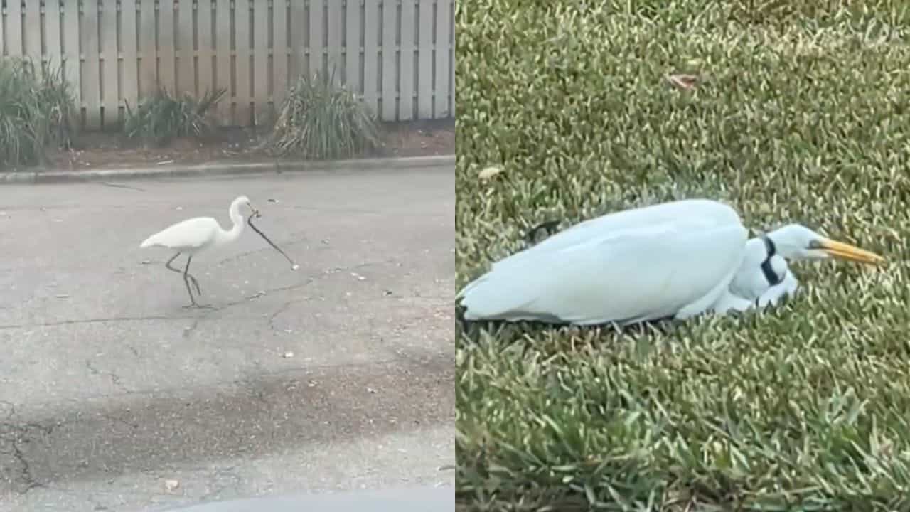 Viral Video: ਬਗਲੇ ਨੇ ਕੀਤਾ ਹਮਲਾ, ਰੁਕਿਆ ਸੱਪ ਦਾ ਸਾਹ, ਦੇਖੋ ਹੈਰਾਨ ਕਰਨ ਵਾਲਾ ਵੀਡੀਓ