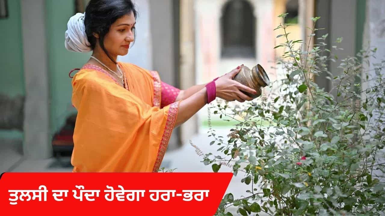 Plant Care Tips: ਤੁਲਸੀ ਦਾ ਪੌਦਾ ਸੁੱਕਣ ਦੇ ਇਹ ਹਨ 5 ਮੁੱਖ ਕਾਰਨ, ਜਾਣੋ ਕਿਵੇਂ ਇਸ ਨੂੰ ਮੁੜ ਤੋਂ ਹਰਾ-ਭਰਾ ਬਣਾਇਆ ਜਾਵੇ