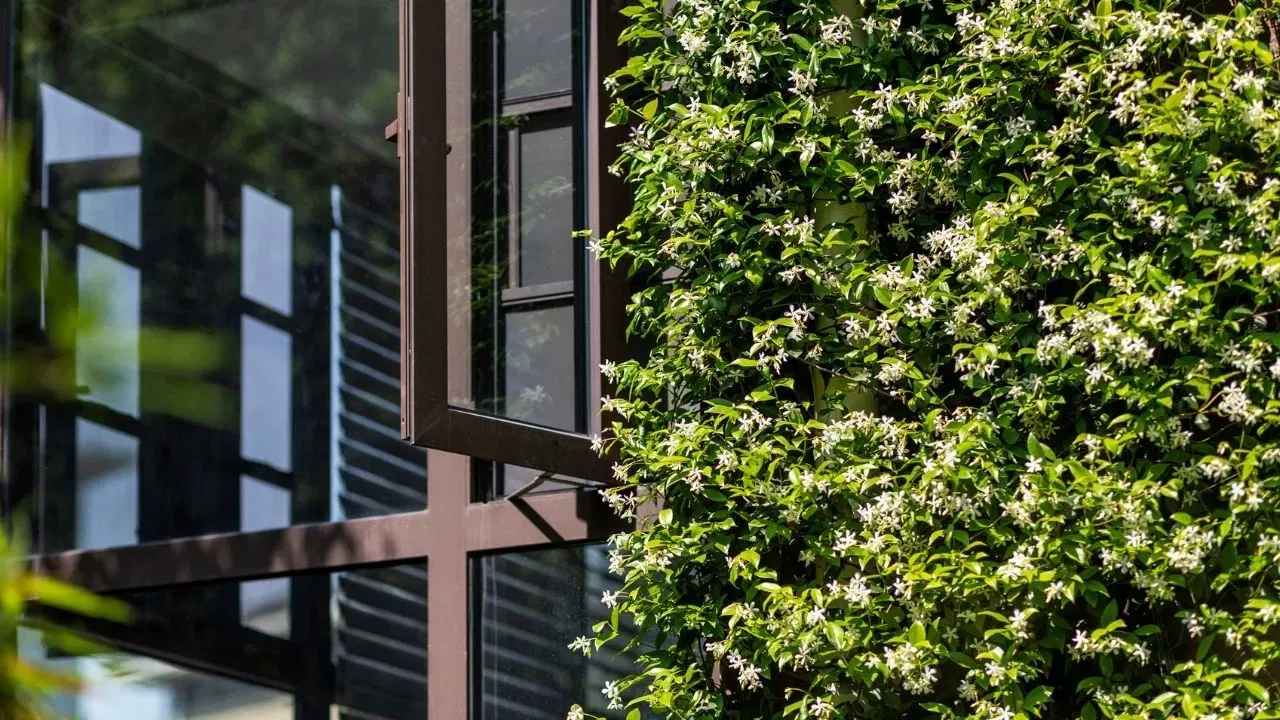 ਤੁਸੀਂ ਆਪਣੇ ਘਰ ਵਿੱਚ ਜੈਸਮੀਨ ਵਾਈਨ ਦੀ ਵੇਲ ਲਗਾ ਸਕਦੇ ਹੋ। ਇਸਨੂੰ 18 ਤੋਂ 20 ਇੰਚ ਦੇ ਗਮਲੇ ਵਿੱਚ ਲਗਾਓ ਅਤੇ ਅਜਿਹੀ ਜਗ੍ਹਾ 'ਤੇ ਰੱਖੋ ਜਿੱਥੇ 4-6 ਘੰਟੇ ਸੂਰਜ ਦੀ ਰੌਸ਼ਨੀ ਮਿਲਦੀ ਹੋਵੇ। ਤੁਸੀਂ ਸਹਾਰੇ ਲਈ ਤਾਰ ਜਾਂ ਜਾਲੀ ਦੀ ਵਰਤੋਂ ਕਰ ਸਕਦੇ ਹੋ। ਜਦੋਂ ਇਸਦੇ ਚਿੱਟੇ ਫੁੱਲ ਇੱਕਸਾਰਤਾ ਵਿੱਚ ਖਿੜਦੇ ਹਨ, ਤਾਂ ਇਹ ਸ਼ਾਨਦਾਰ ਦਿਖਾਈ ਦਿੰਦਾ ਹੈ। ਇਹ ਤੁਹਾਡੇ ਘਰ ਨੂੰ ਸੁਹਾਵਣੀ ਖੁਸ਼ਬੂ ਨਾਲ ਭਰ ਦਿੰਦੇ ਹਨ।