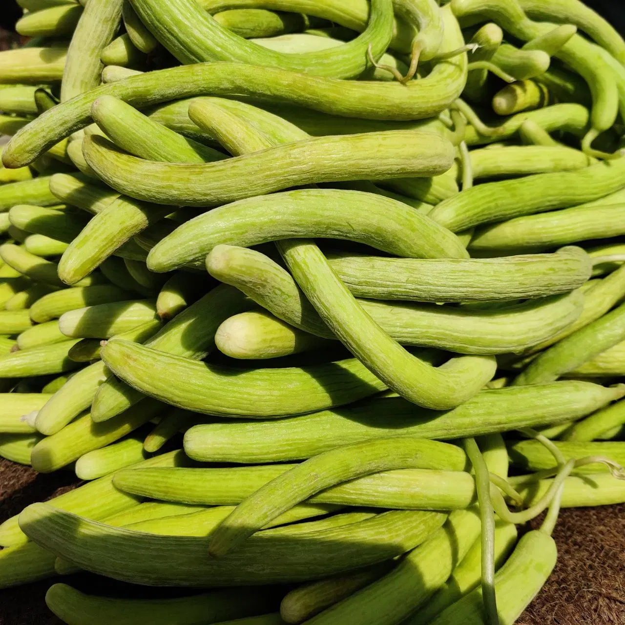 ਖੀਰੇ ਵਾਂਗ, ਕਕੜੀ ਜਾਂ ਤੱਰ ਵੀ ਪਾਣੀ ਨਾਲ ਭਰਪੂਰ ਅਤੇ ਠੰਡੀ ਤਾਸੀਰ ਵਾਲੀ ਹੁੰਦੀ ਹੈ ਜੋ ਅਕਸਰ ਕੱਚੀ ਖਾਧੀ ਜਾਂਦੀ ਹੈ। ਇਹ ਸਰੀਰ ਦੇ ਭਾਰ ਨੂੰ ਕੰਟਰੋਲ ਕਰਨ ਵਿੱਚ ਵੀ ਮਦਦਗਾਰ ਹੈ ਕਿਉਂਕਿ ਇਸ ਵਿੱਚ ਕੈਲੋਰੀ ਘੱਟ ਹੁੰਦੀ ਹੈ। ਤੁਸੀਂ ਖੀਰੇ ਵਾਂਗ ਸਲਾਦ ਦੇ ਰੂਪ ਵਿੱਚ ਖਾ ਸਕਦੇ ਹੋ ਜਾਂ ਇਸਨੂੰ ਸਾਲਸਾ ਵਿੱਚ ਕੱਟ ਸਕਦੇ ਹੋ। (Image: Getty Images)