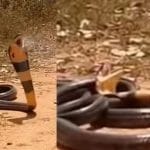 Shocking Video: ਕਿਵੇਂ ਹੁੰਦੀ ਹੈ ਕਿੰਗ ਕੋਬਰਾ ਦੀ ਮੌਤ? ਇਹ ਵੀਡੀਓ ਦੇਖ ਕੇ ਸਮਝ ਜਾਓਗੇ ਤੁਸੀ