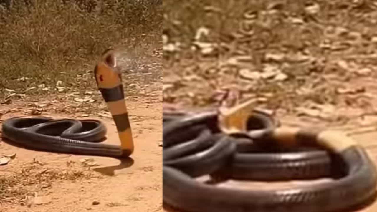 Shocking Video: ਕਿਵੇਂ ਹੁੰਦੀ ਹੈ ਕਿੰਗ ਕੋਬਰਾ ਦੀ ਮੌਤ? ਇਹ ਵੀਡੀਓ ਦੇਖ ਕੇ ਸਮਝ ਜਾਓਗੇ ਤੁਸੀ