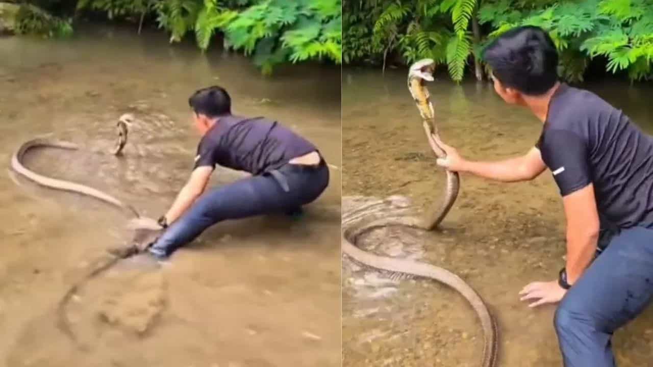Viral Video: ਪਾਣੀ ਵਿੱਚ ਤੈਰ ਰਹੇ ਕਿੰਗ ਕੋਬਰਾ ਦੇ ਸਾਹਮਣੇ ਨੌਜਵਾਨ ਨੇ ਮਾਰੀ ਛਾਲ, ਵੀਡਿਓ ਦੇੇਖ ਹੋ ਜਾਓਗੇ ਹੈਰਾਨ