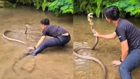 Viral Video: ਪਾਣੀ ਵਿੱਚ ਤੈਰ ਰਹੇ ਕਿੰਗ ਕੋਬਰਾ ਦੇ ਸਾਹਮਣੇ ਨੌਜਵਾਨ ਨੇ ਮਾਰੀ ਛਾਲ, ਵੀਡਿਓ ਦੇੇਖ ਹੋ ਜਾਓਗੇ ਹੈਰਾਨ...