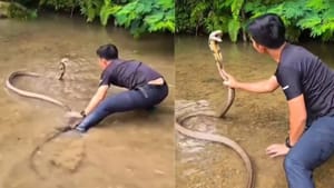 ਕਿੰਗ ਕੋਬਰਾ ਸਾਹਮਣੇ ਨੌਜਵਾਨ ਨੇ ਮਾਰੀ ਛਾਲ, ਫਿਰ ਜੋ ਹੋਇਆ ਦੇਖ ਕੰਬ ਜਾਓਗੇ ਤੂਸੀ