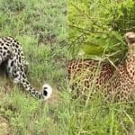 Viral Video : ਸ਼ਿਕਾਰ ਦੇ ਲਈ ਤੇਦੂੰਏ ਨੇ ਅਪਣਾਈ ਸ਼ਾਨਦਾਰ ਟ੍ਰਿਕ, ਇੰਝ ਲੁੱਕ ਕੇ ਕੀਤਾ ਵਾਰ ਤੇ ਫਿਰ ਕੰਮ ਤਮਾਮ