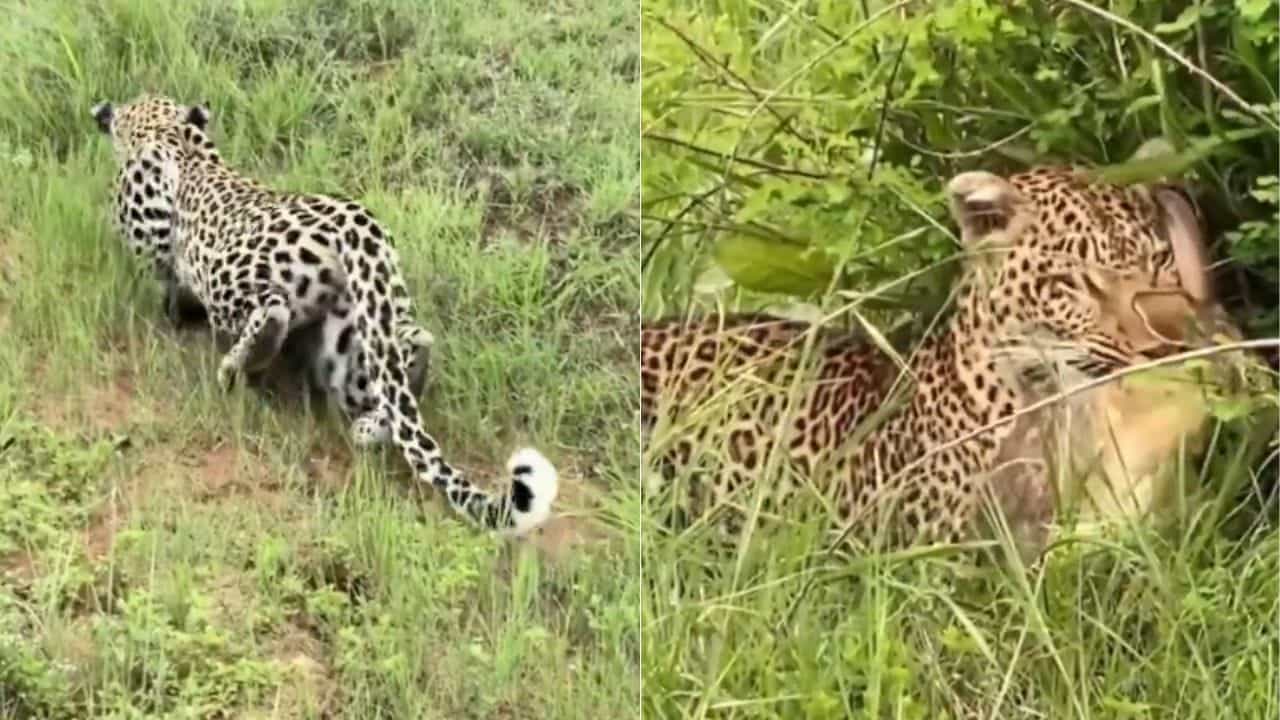 Viral Video : ਸ਼ਿਕਾਰ ਦੇ ਲਈ ਤੇਦੂੰਏ ਨੇ ਅਪਣਾਈ ਸ਼ਾਨਦਾਰ ਟ੍ਰਿਕ, ਇੰਝ ਲੁੱਕ ਕੇ ਕੀਤਾ ਵਾਰ ਤੇ ਫਿਰ ਕੰਮ ਤਮਾਮ