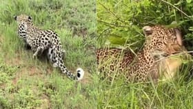 Viral Video : ਸ਼ਿਕਾਰ ਦੇ ਲਈ ਤੇਦੂੰਏ ਨੇ ਅਪਣਾਈ ਸ਼ਾਨਦਾਰ ਟ੍ਰਿਕ, ਇੰਝ ਲੁੱਕ ਕੇ ਕੀਤਾ ਵਾਰ ਤੇ ਫਿਰ ਕੰਮ ਤਮਾਮ...