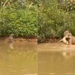 Shocking Video: ਤੇਂਦੂਏ ਨੇ ਖੂੰਖਾਰ ਸ਼ਿਕਾਰੀ ਦਾ ਹੀ ਕਰ ਲਿਆ ਸ਼ਿਕਾਰ, ਇੱਕ ਝਟਕੇ ਵਿੱਚ ਭੰਨ ਦਿੱਤੀ ਆਕੜ