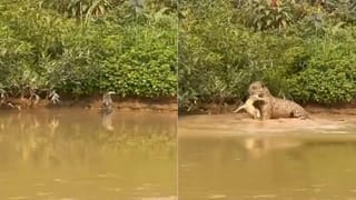 Shocking Video: ਤੇਂਦੂਏ ਨੇ ਖੂੰਖਾਰ ਸ਼ਿਕਾਰੀ ਦਾ ਹੀ ਕਰ ਲਿਆ ਸ਼ਿਕਾਰ, ਇੱਕ ਝਟਕੇ ਵਿੱਚ ਭੰਨ ਦਿੱਤੀ ਆਕੜ