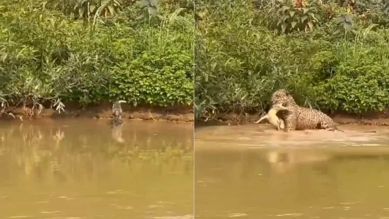 Shocking Video: ਤੇਂਦੂਏ ਨੇ ਖੂੰਖਾਰ ਸ਼ਿਕਾਰੀ ਦਾ ਹੀ ਕਰ ਲਿਆ ਸ਼ਿਕਾਰ, ਇੱਕ ਝਟਕੇ ਵਿੱਚ ਭੰਨ ਦਿੱਤੀ ਆਕੜ