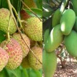 ਪਠਾਨਕੋਟ ‘ਚ ਲਗਾਤਾਰ ਮੀਂਹ ਕਾਰਨ ਲੀਚੀ-ਅੰਬ ਦੀ ਫਸਲਾਂ ਨੂੰ ਹੋਇਆ ਵੱਡਾ ਨੁਕਸਾਨ