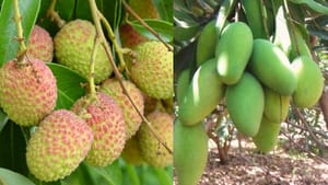 ਪਠਾਨਕੋਟ 'ਚ ਲਗਾਤਾਰ ਮੀਂਹ ਕਾਰਨ ਲੀਚੀ-ਅੰਬ ਦੀ ਫਸਲਾਂ ਨੂੰ ਹੋਇਆ ਵੱਡਾ ਨੁਕਸਾਨ