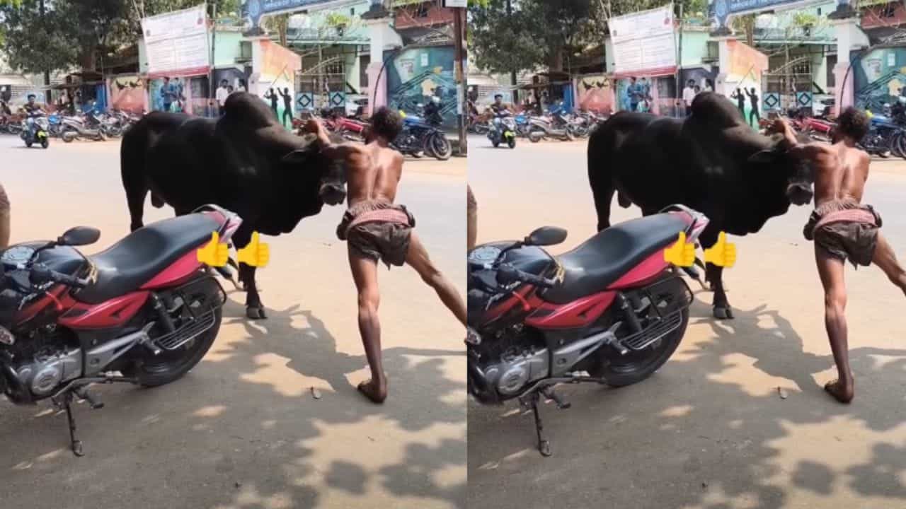 Viral Video: ਦੇਸੀ ਟਾਰਜ਼ਨ...ਮਜ਼ੇ-ਮਜ਼ੇ ਚ ਸਾਨ੍ਹ ਨਾਲ ਭਿੜ ਗਿਆ ਸ਼ਖ਼ਸ, ਜਾਨਵਰ ਨੂੰ ਇੰਝ ਕਰ ਲਿਆ ਕੰਟਰੋਲ Viral Video: ਦੇਸੀ ਟਾਰਜ਼ਨ...ਮਜ਼ੇ-ਮਜ਼ੇ ਚ ਸਾਨ੍ਹ ਨਾਲ ਭਿੜ ਗਿਆ ਸ਼ਖ਼ਸ, ਜਾਨਵਰ ਨੂੰ ਇੰਝ ਕਰ ਲਿਆ ਕੰਟਰੋਲ