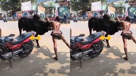 Viral Video: ਦੇਸੀ ਟਾਰਜ਼ਨ…ਮਜ਼ੇ-ਮਜ਼ੇ ‘ਚ ਸਾਨ੍ਹ ਨਾਲ ਭਿੜ ਗਿਆ ਸ਼ਖ਼ਸ, ਜਾਨਵਰ ਨੂੰ ਇੰਝ ਕਰ ਲਿਆ ਕੰਟਰੋਲ...