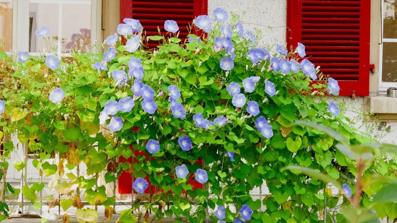 ਜੇਕਰ ਤੁਸੀਂ ਆਪਣੀ ਬਾਲਕੋਨੀ ਜਾਂ ਦਰਵਾਜ਼ੇ ਨੂੰ ਹੋਰ ਵੀ ਖੂਬਸੂਰਤ ਬਣਾਉਣਾ ਚਾਹੁੰਦੇ ਹੋ, ਤਾਂ ਇੱਕ ਮੌਰਨਿੰਗ ਗਲੋਰੀ  morning glory ਫੁੱਲ ਲਗਾਓ। ਇਸ ਵਿੱਚ ਟ੍ਰੰਪੈੱਟ ਦੇ ਆਕਾਰ ਦੇ ਫੁੱਲ ਲੱਗਦੇ ਹਨ। ਇਹ ਤੇਜ਼ੀ ਨਾਲ ਵਧਣ ਵਾਲੀ ਵੇਲ ਹੈ, ਜੋ ਸਵੇਰੇ ਖਿੜਦੀ ਹੈ, ਤੁਹਾਡੀ ਸਵੇਰ ਨੂੰ ਸੁਹਾਵਣਾ ਬਣਾ ਦਿੰਦੀ ਹੈ। ਇਸਨੂੰ ਰੇਲਿੰਗ ਦੇ ਨੇੜੇ ਰੱਖੋ। ਇਹ ਆਸਾਨੀ ਨਾਲ ਅਜਿਹੀ ਜਗ੍ਹਾ 'ਤੇ ਉੱਗ ਸਕਦੀ ਹੈ ਜਿੱਥੇ 6-7 ਘੰਟੇ ਸੂਰਜ ਦੀ ਰੌਸ਼ਨੀ ਮਿਲਦੀ ਹੈ।