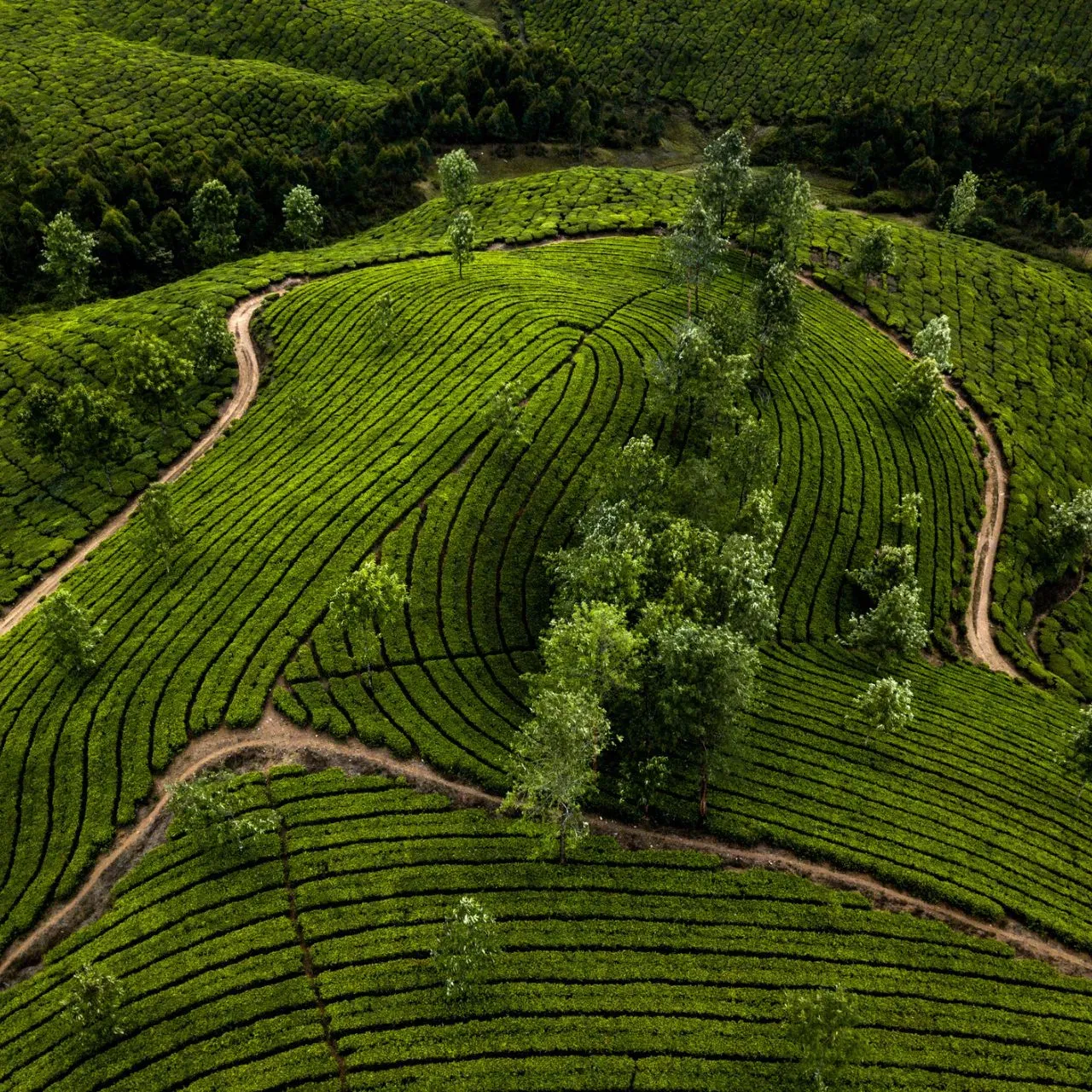 ਮੁੰਨਾਰ, ਦੱਖਣੀ ਭਾਰਤ ਦਾ ਸਵਰਗ - ਜੇਕਰ ਦੱਖਣੀ ਭਾਰਤ ਵਿੱਚ ਕੋਈ ਵੀ ਜਗ੍ਹਾ ਸੱਚਮੁੱਚ ਧਰਤੀ 'ਤੇ ਸਵਰਗ ਹੈ, ਤਾਂ ਉਹ ਮੁੰਨਾਰ ਹੈ। ਚਾਹ ਦੇ ਬਾਗਾਨਾਂ ਨਾਲ ਘਿਰਿਆ ਹੋਇਆ, ਇਹ ਜਗ੍ਹਾ ਹਨੀਮੂਨ ਕਪਲ ਦੀ ਫੇਵਰੇਟ ਲੋਕੇਸ਼ਨ ਵੀ ਹੈ। ਗਰਮੀਆਂ ਦੀਆਂ ਛੁੱਟੀਆਂ ਦੌਰਾਨ ਇੱਥੇ ਘੁੰਮਣਾ ਵੀ ਬੈਸਟ ਹੈ। ਜਦੋਂ ਕਿ ਕੇਰਲ ਵਿੱਚ ਕਾਫ਼ੀ ਗਰਮੀ ਪੈਂਦੀ ਹੈ, ਜੇਕਰ ਤੁਸੀਂ ਕੁਦਰਤ ਦੇ ਪ੍ਰੇਮੀ ਹੋ, ਤਾਂ ਤੁਹਾਨੂੰ ਆਪਣੇ ਸਮਰ ਵੈਕੇਸ਼ਨ ਵਿੱਚ ਇਸ ਜਗ੍ਹਾ 'ਤੇ ਜ਼ਰੂਰ ਜਾਣਾ ਚਾਹੀਦਾ ਹੈ। ਹਾਊਸਬੋਟਾਂ ਤੋਂ ਲੈ ਕੇ ਬੀਚ ਵੇਕੇਸ਼ਨ ਤੱਕ, ਤੁਸੀਂ ਹਰ ਤਰ੍ਹਾਂ ਨਾਲ ਇਸ ਟ੍ਰਿਪ ਦਾ ਆਨੰਦ ਲੈ ਸਕਦੇ ਹੋ।