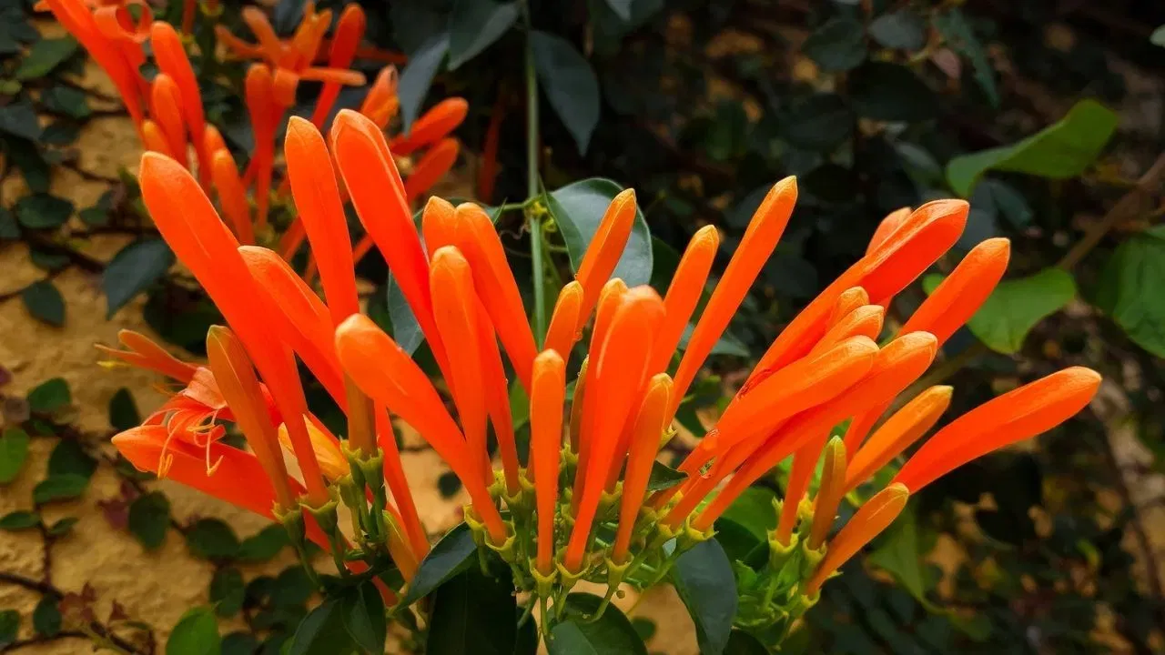 ਔਰੇਂਜ ਫਲੇਮ ਵਾਈਨ (Orange Flame Vine ਜਾਂ Pyrostegia venusta) ਪੌਦਾ ਵੀ ਬਹੁਤ ਆਕਰਸ਼ਕ ਲੱਗਦਾ ਹੈ, ਅਤੇ ਇਸਦੀ ਵੇਲ ਤੇਜ਼ੀ ਨਾਲ ਫੈਲਦੀ ਹੈ। ਇਹ ਬਾਗਬਾਨੀ ਦੇ ਸ਼ੌਕੀਨਾਂ ਲਈ ਕਮਾਲ ਦਾ ਰੁੱਖ ਹੈ। ਇਸਦੇ ਟ੍ਰੰਪੈੱਟ ਸ਼ੇਪ ਦੇ ਆਰੈਂਜ ਕਲਰ ਵਾਲੇ ਫੁੱਲਾਂ ਨਾਲਇਹ ਵੇਲ ਪੂਰੀ ਤਰ੍ਹਾਂ ਨਾਲ ਢੱਕ ਜਾਂਦੀ ਹੈ। ਇਸ ਵੇਲ ਨੂੰ ਬਾਉਂਡਰੀ ਵਾਲ, ਰੇਲਿੰਗ, ਜਾਂ ਕਿਤੇ ਵੀ ਲਗਾਓ ਜਿੱਥੇ ਤੁਹਾਨੂੰ ਇੱਕ ਓਵਰਹੈੱਡ ਜਾਲ ਨੂੰ ਸੁੰਦਰ ਢੰਗ ਨਾਲ ਢੱਕਣਾ ਹੋਵੇ। ਇਸਨੂੰ ਜ਼ਿਆਦਾ ਦੇਖਭਾਲ ਦੀ ਵੀ ਲੋੜ ਨਹੀਂ ਪੈਂਦੀ ਹੈ।