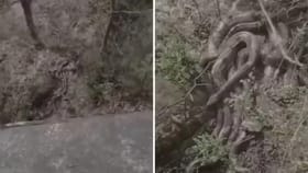 Video: ਪੱਥਰ ਮਾਰਿਆ ਤਾਂ ਜਿੰਦਾ ਹੋ ਗਈ ਜੜ੍ਹ, ਦਿਖਿਆ ਰੂਹ ਕੰਬਾਉਣ ਵਾਲਾ ਨਜਾਰਾ