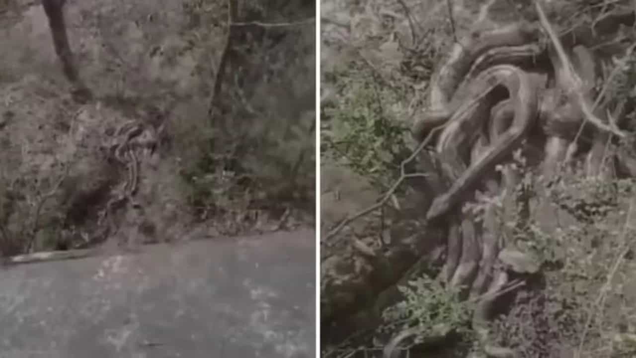 Shocking Video: ਪੱਥਰ ਮਾਰਿਆ ਤਾਂ ਜਿੰਦਾ ਹੋ ਗਈ ਜੜ੍ਹ, ਫਿਰ ਦਿਖਿਆ ਅਜਿਹਾ ਨਜਾਰਾ, ਵੇਖ ਕੇ ਕੰਬ ਜਾਵੇਗੀ ਰੂਹ Shocking Video: ਪੱਥਰ ਮਾਰਿਆ ਤਾਂ ਜਿੰਦਾ ਹੋ ਗਈ ਜੜ੍ਹ, ਫਿਰ ਦਿਖਿਆ ਅਜਿਹਾ ਨਜਾਰਾ, ਵੇਖ ਕੇ ਕੰਬ ਜਾਵੇਗੀ ਰੂਹ