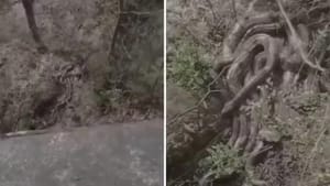 Video: ਪੱਥਰ ਮਾਰਿਆ ਤਾਂ ਜਿੰਦਾ ਹੋ ਗਈ ਜੜ੍ਹ, ਦਿਖਿਆ ਰੂਹ ਕੰਬਾਉਣ ਵਾਲਾ ਨਜਾਰਾ Video: ਪੱਥਰ ਮਾਰਿਆ ਤਾਂ ਜਿੰਦਾ ਹੋ ਗਈ ਜੜ੍ਹ, ਦਿਖਿਆ ਰੂਹ ਕੰਬਾਉਣ ਵਾਲਾ ਨਜਾਰਾ