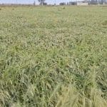 ਪੰਜਾਬ ਸਰਕਾਰ ਫਸਲਾਂ ਦੀ ਕਰਵਾਏਗੀ ਗਿਰਦਾਵਰੀ, ਕਿਸਾਨਾਂ ਨੂੰ ਨੁਕਸਾਨ ਦਾ ਮਿਲੇਗਾ ਮੁਆਵਜ਼ਾ