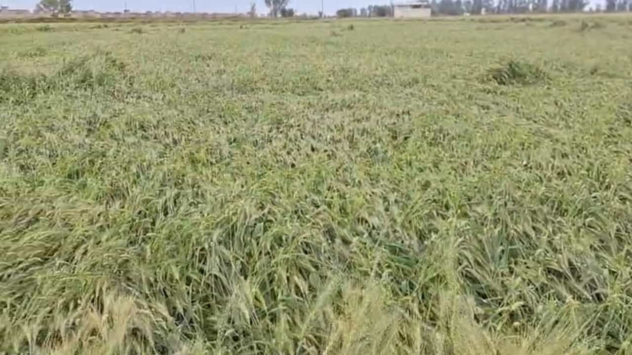 ਪੰਜਾਬ ਸਰਕਾਰ ਫਸਲਾਂ ਦੀ ਕਰਵਾਏਗੀ ਗਿਰਦਾਵਰੀ, ਕਿਸਾਨਾਂ ਨੂੰ ਨੁਕਸਾਨ ਦਾ ਮਿਲੇਗਾ ਮੁਆਵਜ਼ਾ