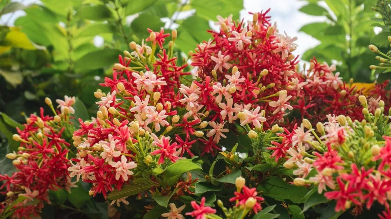 ਰੰਗੂਨ ਕ੍ਰੀਪਰ  (Rangoon Creeper), ਜਾਂ ਮਧੂਮਾਲਤੀ ਵੀ ਇੱਕ  ਅਜਿਹੀ ਵੇਲ ਹੈ, ਜਿਸ ਉੱਤੇ ਗੁੱਛਿਆਂ ਵਿੱਚ ਫੁੱਲ ਖਿੜਦੇ ਹਨ। ਜਦੋਂ ਇਸਦੇ ਫੁੱਲ ਚਿੱਟੇ ਅਤੇ ਗੁਲਾਬੀ ਫੁੱਲਾਂ ਨਾਲ ਭਰੇ ਹੁੰਦੇ ਹਨ, ਤਾਂ ਇਨ੍ਹਾਂ ਨੂੰ  ਦੇਖਣ ਵਿੱਚ ਬਹੁਤ ਹੀ ਖੁਸ਼ੀ ਮਿਲਦੀ ਹੈ। ਘੱਟੋ-ਘੱਟ ਦੇਖਭਾਲ ਦੀ ਲੋੜ ਦੇ ਬਾਵਜੂਦ, ਇਹ ਵੇਲ ਤੇਜ਼ੀ ਨਾਲ ਵਧਦੀ ਹੈ ਅਤੇ ਬਹੁਤ ਸੁੰਦਰ ਦਿਖਾਈ ਦਿੰਦੀ ਹੈ। ਤੁਸੀਂ ਇਸਨੂੰ ਆਪਣੀ ਬਾਲਕੋਨੀ ਗਰਿੱਲ 'ਤੇ ਲਟਕਾ ਸਕਦੇ ਹੋ, ਇਸਨੂੰ ਪੌੜੀਆਂ ਦੀ ਰੇਲਿੰਗ 'ਤੇ ਵੀ ਸਹਾਰਾ ਦੇ ਕੇ ਲਗਾ ਸਕਦੇ ਹੋ, ਜਾਂ ਇਸਨੂੰ ਦਰਵਾਜ਼ੇ ਦੇ ਸਹਾਰੇ ਵੀ ਲਗਾ ਸਕਦੇ ਹੋ। (All Image: Getty Images)